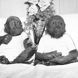 Burma, left, and Ivan. Photo courtesy of Tacoma Public Library.